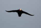 Tufted Puffin [Fratercula cirrhata]