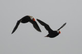  Tufted Puffin [Fratercula cirrhata]