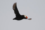  Tufted Puffin [Fratercula cirrhata]