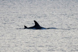 Rissoss Dolphin - Grijze Dolfijn