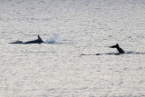 Rissoss Dolphin - Grijze Dolfijn