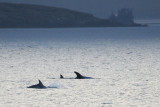 Rissoss Dolphin - Grijze Dolfijn