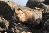 Otter - Lutra lutra