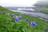 IMG_0700 onekotan Island pbase.jpg