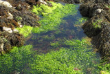 IMG_1150 Tidal Pool.jpg