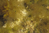 IMG_1156 Seaweed in Tidal Pool.jpg