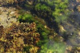 IMG_1160 Seaweed in tidal pool.jpg