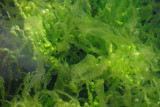 IMG_1164 Seaweed.jpg