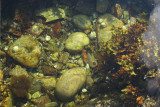 IMG_1165 Tidal pool.jpg