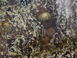 IMG_1166 Mollusks in tidal pool.jpg