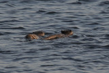 Otter - Lutra lutra
