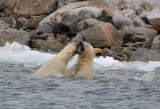 Polarbear - IJsbeer - Ursus Maritimus