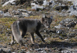 Arctic Fox - Poolvos
