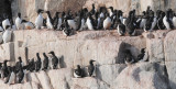 Brnnichs Guillemot - Kortbekzeekoet - Uria lomvia