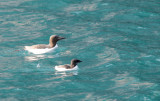 Brnnichs Guillemot - Kortbekzeekoet - Uria lomvia