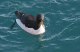 Brnnichs Guillemot - Kortbekzeekoet - Uria lomvia