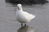 Ivory Gull - Ivoormeeuw - Pagophila eburnea