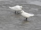 Ivory Gull - Ivoormeeuw - Pagophila eburnea