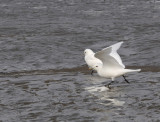 Ivory Gull - Ivoormeeuw - Pagophila eburnea