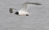 Sabines Gull - Vorkstaartmeeuw - Larus sabini