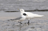 Sabines Gull - Vorkstaartmeeuw - Larus sabini