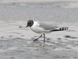 Sabines Gull - Vorkstaartmeeuw - Larus sabini