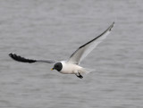 Sabines Gull - Vorkstaartmeeuw - Larus sabini