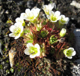 IMG_275 Saxifraga + wespen.jpg