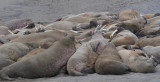 Walrus