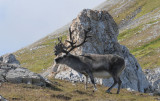 Raindeer - Rendieren