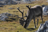 Raindeer - Rendieren
