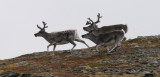 Raindeer - Rendieren