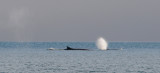 Fin Whale - Gewone Vinvis - Balaenoptera physalis