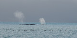 Fin Whale - Gewone Vinvis - Balaenoptera physalis