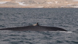 Blue Whale - Blauwe Vinvis - Balaenoptera musculus