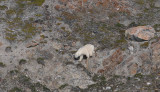 Polar Bear - IJsbeer - Ursus Maritimus