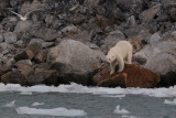 Polar Bear - IJsbeer - Ursus Maritimus
