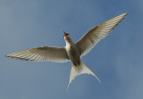 Arctic Tern - Noordse Stern - Sterna paradisaea