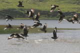 Great Skua - Grote Jager - Stercorarius skua