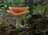 Vliegenzwam  - Amanita muscaria - Fly agaric