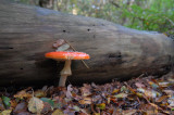 Vliegenzwam  - Amanita muscaria - Fly agaric
