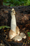 Grote stinkzwam - Phallus impudicus - Stinkhorn