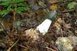 Grote stinkzwam - Phallus impudicus - Stinkhorn
