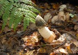 Grote stinkzwam - Phallus impudicus - Stinkhorn