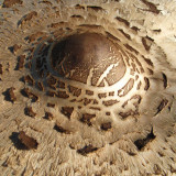 IMG_3207 parasolzwam.jpg