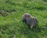 Partridge - perdix perdix - Patrijs