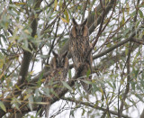 Ransuil - Long-eared Owl - Asio otus