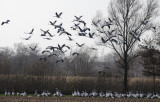 Crane - Grus grus - Kraanvogel