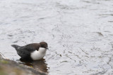 Dipper - Cinclus cinclus - Waterspreeuw