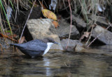Dipper - Cinclus cinclus - Waterspreeuw